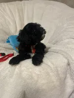 Barron , a male Cavapoo and Cavalier King Charles Spaniel for sale in Lepanto, AR – Photo 2 of 4