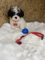 Toy Cavapoochon - Cody, a male Cavapoo for sale in Lepanto, AR – 7 of 7