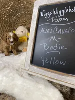 Mini Cavapoo-Bodie F1 , a male Cavapoo for sale in Lepanto, AR – 3 of 3
