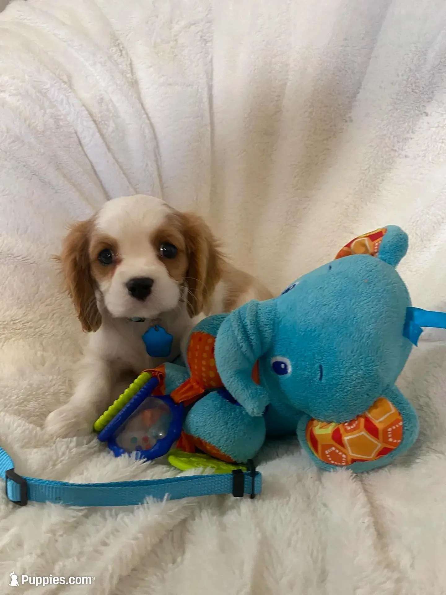 Oakley – Cavalier King Charles Spaniel puppy for sale in Lepanto, AR