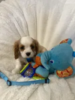 Oakley, a male Cavalier King Charles Spaniel for sale in Lepanto, AR – Photo 2 of 4