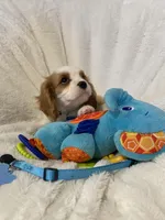 Oakley, a male Cavalier King Charles Spaniel for sale in Lepanto, AR – Photo 3 of 4