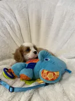 Oakley, a male Cavalier King Charles Spaniel for sale in Lepanto, AR – Photo 4 of 4