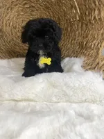 Toy Cavapoochon -Rowdy, a male Cavapoo for sale in Lepanto, AR – 5 of 10