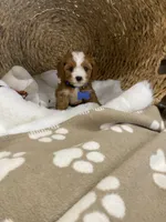 Cavapoochon-Rawlings  , a male Cavapoo for sale in Lepanto, AR – 3 of 4