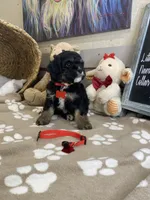Cavapoochon -Cooper , a male Cavapoo for sale in Lepanto, AR – 5 of 5