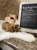 F1 Cavapoo-Oakley , a male Cavapoo for sale in Lepanto, AR – 4 of 5