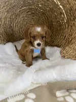 Cavapoochon-Wilson, a male Cavapoo for sale in Lepanto, AR – 2 of 4