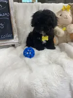 Toy Cavapoochon -Rowdy, a male Cavapoo for sale in Lepanto, AR – 9 of 10