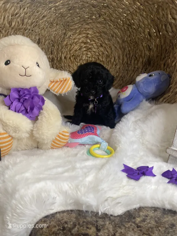 Toy mini Cavapoochons - Sassy  – Bichon Frise, Cavapoo puppy for sale in Lepanto, AR