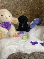 Toy Cavapoochons - Sassy , a female Bichon Frise and Cavapoo for sale in Lepanto, AR – 4 of 6