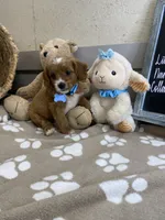 Cavapoochon-Wilson, a male Cavapoo for sale in Lepanto, AR – 3 of 4