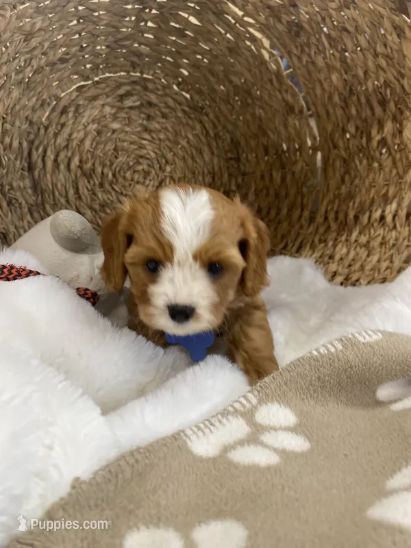 Cavapoochon-Rawlings   – Cavapoo puppy for sale in Lepanto, AR