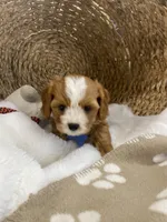 Cavapoochon-Rawlings  , a male Cavapoo for sale in Lepanto, AR – 1 of 4