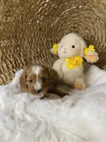Mini Cavapoo-Bodie F1 , a male Cavapoo for sale in Lepanto, AR – 1 of 3