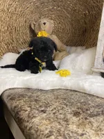 Toy Cavapoochon -Rowdy, a male Cavapoo for sale in Lepanto, AR – 2 of 4