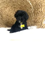 Toy Cavapoochon -Rowdy, a male Cavapoo for sale in Lepanto, AR – 1 of 10
