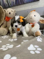 Cavapoochon- Kiki, a female Cavapoo for sale in Lepanto, AR – 5 of 7