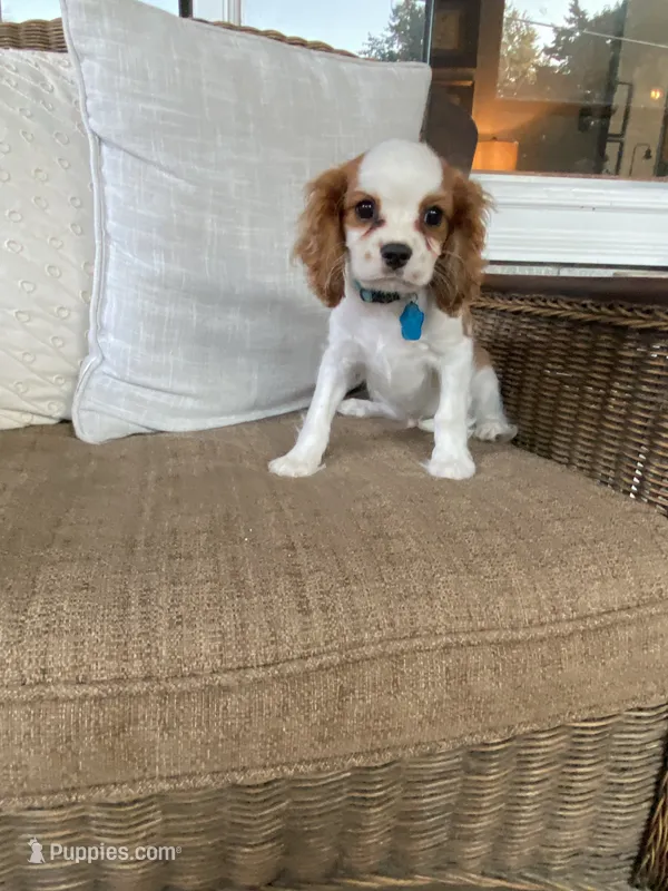 Ollie  – Cavalier King Charles Spaniel puppy for sale in Lepanto, AR
