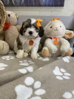 Cavapoochon- Kiki, a female Cavapoo for sale in Lepanto, AR – 4 of 7