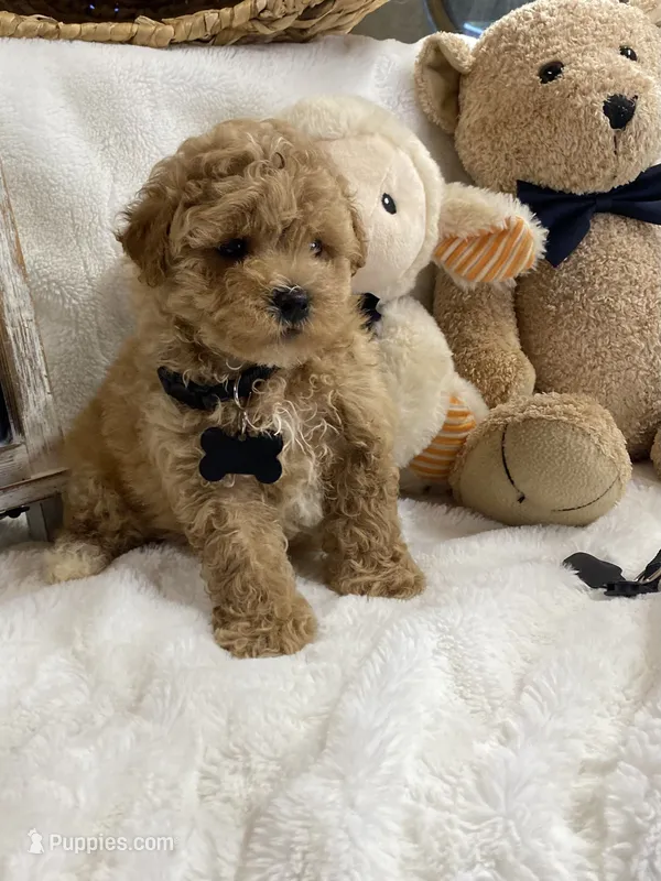 Barney F1 – Poodle - Toy , Poochon puppy for sale in Lepanto, AR