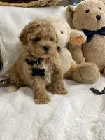 Barney F1, a male Poodle - Toy  and Poochon for sale in Lepanto, AR – 1 of 3