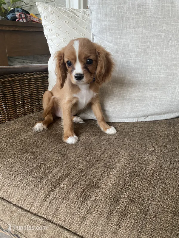 Keeley  – Cavalier King Charles Spaniel puppy for sale in Lepanto, AR
