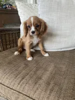 Keeley , a female Cavalier King Charles Spaniel for sale in Lepanto, AR – 1 of 1