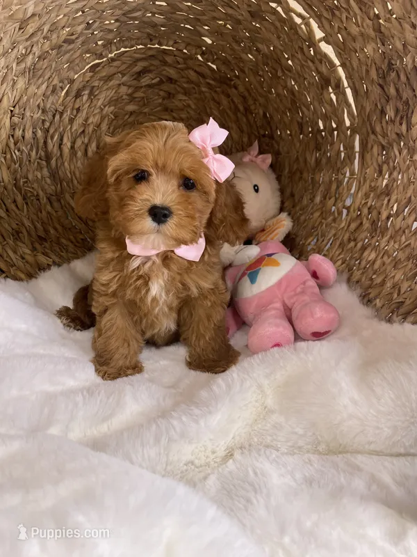 Cavapoochons - Lacey – Cavapoo puppy for sale in Lepanto, AR