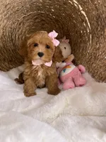 Cavapoochons - Lacey, a female Cavapoo for sale in Lepanto, AR – 1 of 6