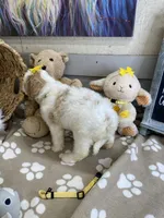 Cavapoochon -  Suki, a female Cavapoo for sale in Lepanto, AR – 8 of 8