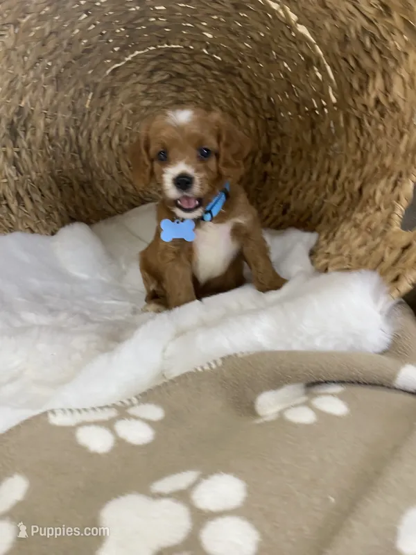Cavapoochon-Wilson – Cavapoo puppy for sale in Lepanto, AR