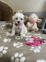 Evie , a female Cavachon for sale in Lepanto, AR – 5 of 6