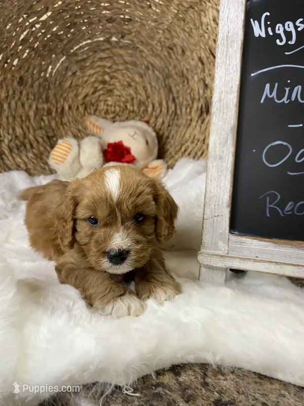 F1 Cavapoo-Oakley  – Cavapoo puppy for sale in Lepanto, AR