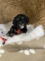 Cavapoochon -Cooper , a male Cavapoo for sale in Lepanto, AR – 3 of 5