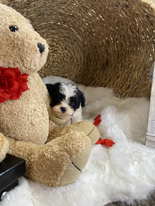 Toy Cavapoochons - Toby  – Cavapoo puppy for sale in Lepanto, AR