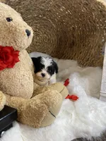 Toy Cavapoochons - Toby , a male Cavapoo for sale in Lepanto, AR – 1 of 4