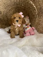 Cavapoochons - Lacey, a female Cavapoo for sale in Lepanto, AR – 3 of 6