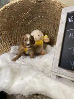 Mini Cavapoo-Bodie F1 , a male Cavapoo for sale in Lepanto, AR – 2 of 3