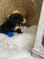 Toy Cavapoochon -Rowdy, a male Cavapoo for sale in Lepanto, AR – 6 of 10