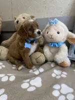Cavapoochon-Wilson, a male Cavapoo for sale in Lepanto, AR – 4 of 4