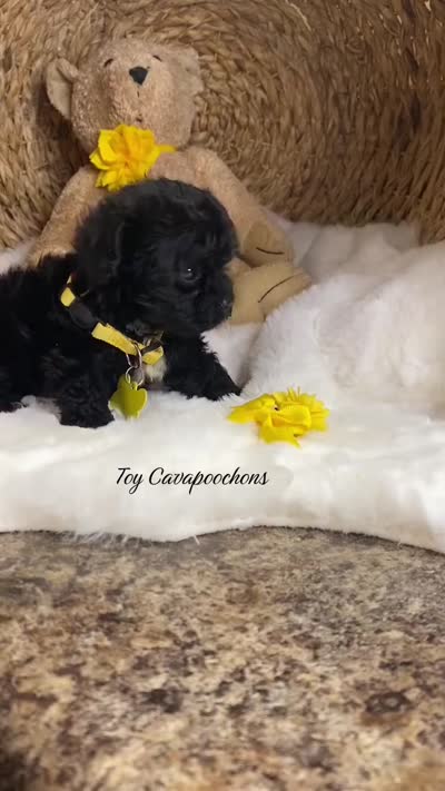 Toy Cavapoochon -Rowdy, a male Cavapoo for sale in Lepanto, AR – 3 of 4