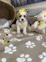 Cavapoochon -  Suki, a female Cavapoo for sale in Lepanto, AR – 6 of 8