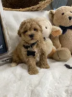 Barney F1, a male Poodle - Toy  and Poochon for sale in Lepanto, AR – 2 of 3