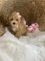 Lulu , a female Poochon for sale in Lepanto, AR – 5 of 5