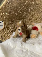 F1 Cavapoo-Oakley , a male Cavapoo for sale in Lepanto, AR – 5 of 5