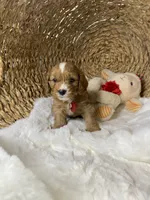 F1 Cavapoo-Oakley , a male Cavapoo for sale in Lepanto, AR – 3 of 5