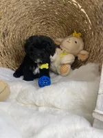 Toy Cavapoochon -Rowdy, a male Cavapoo for sale in Lepanto, AR – 8 of 10