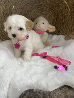 Evie , a female Cavachon for sale in Lepanto, AR – 4 of 6