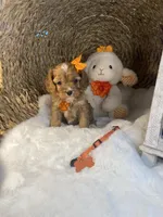 Tillie -F1 -F-, a female Cavapoo for sale in Lepanto, AR – Photo 5 of 10